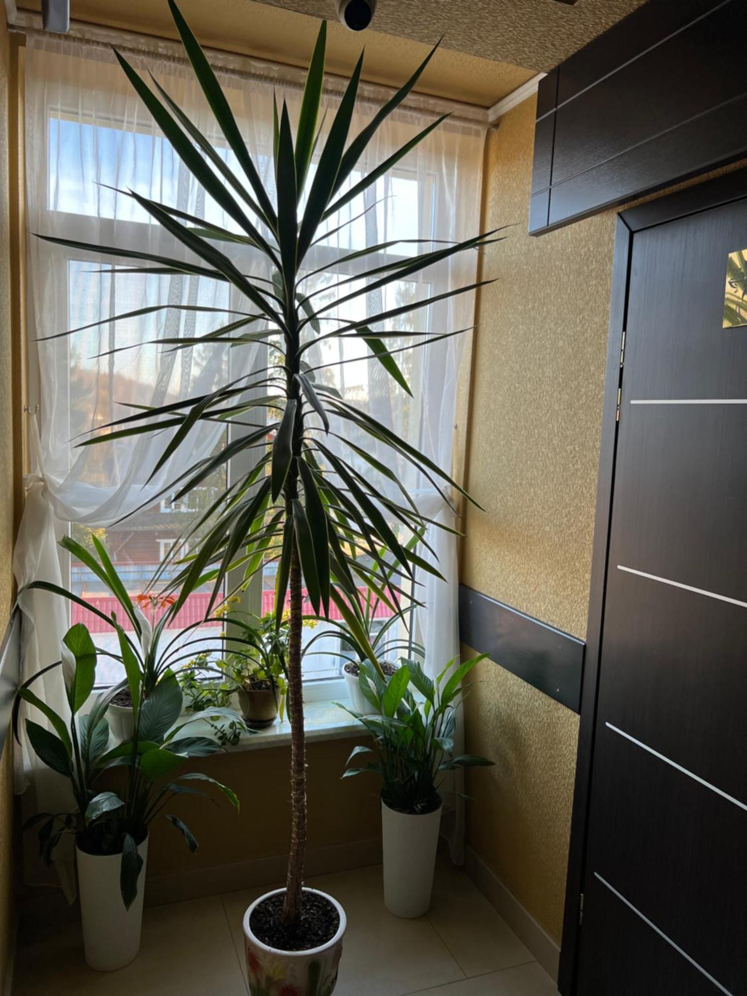 Готель Парк Morshyn Eksteriør billede